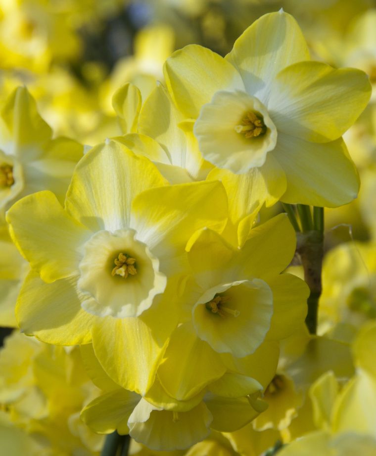 Нарцисс жонкилля Редженерейшн